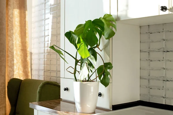 Monstera plante dans un pot blanc sur une cuisine blanche. Le concept de minimalisme. Feuilles de Monstera deliciosa ou feuilles tropicales de fromage suisse. Lumière du jour, ombres rudes — Photo