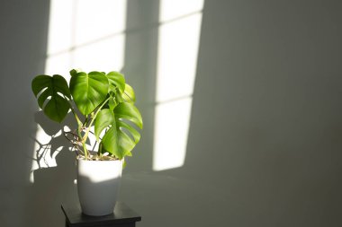 Gri arka planda beyaz bir çömlekte canavar çiçeği. Minimalizm kavramı. Tropik yapraklar arka planda. Gün ışığı, acımasız gölgeler.. .