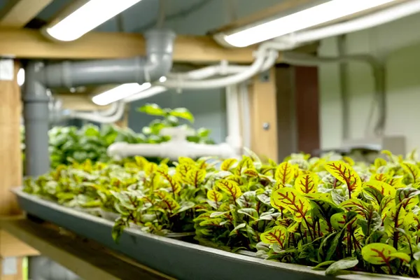 Mikrogrön lantgård. Miljövänligt småföretag. Babyblad, fytolamp. — Stockfoto
