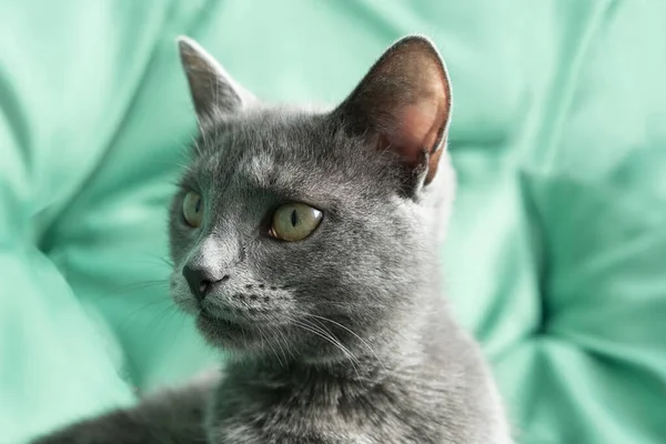 Close up portrait of gray cat with with a female hand on a green background. The hostess gently strokes the cat. Concept veterinary clinic or animal feed — Stock Photo, Image