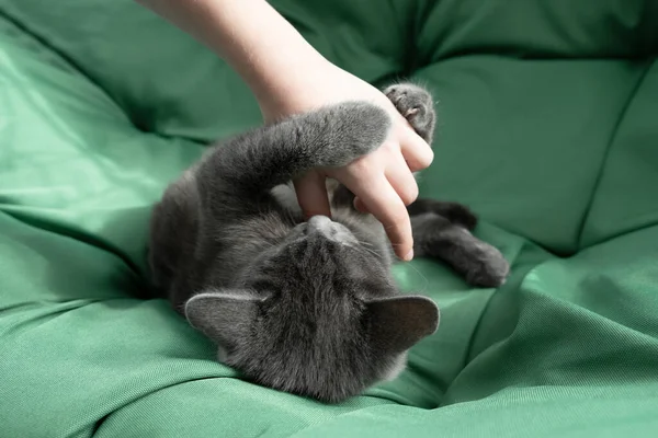 Close-up portret van grijze kat met een vrouwelijke hand op een groene achtergrond. De gastvrouw streelt zachtjes de kat. Concept veterinaire kliniek of diervoeder — Stockfoto
