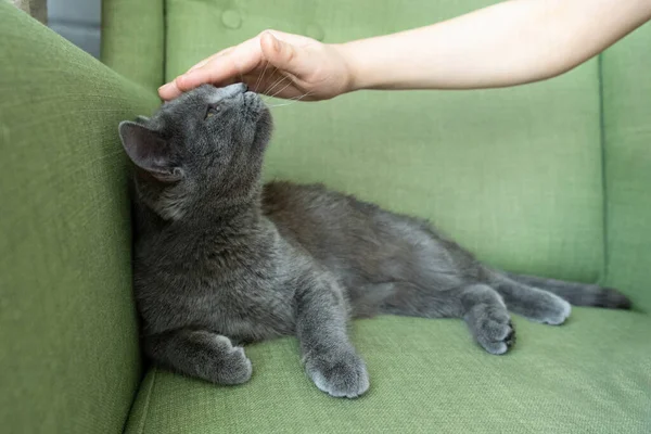 Detailní portrét šedé kočky s ženskou rukou na zeleném pozadí. Hostitelka jemně pohladí kočku. Koncepce veterinární kliniky nebo krmiva — Stock fotografie