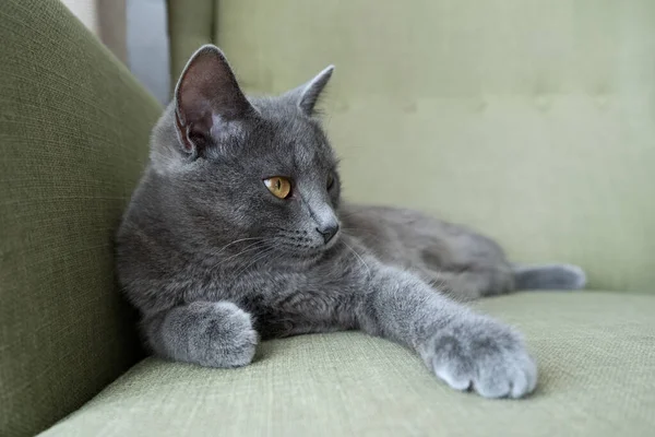 Серый кот с желтыми глазами лежит на сером фоне. Всемирный день кота — стоковое фото