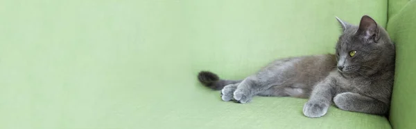 Banner. The gray cat with yellow eyes lies on a gray background. World Cat Day — Stock Photo, Image