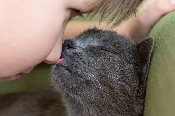 Close up portrait of gray cat kissing with and boy on a green background. The hostess gently strokes the cat Royalty Free Stock Images