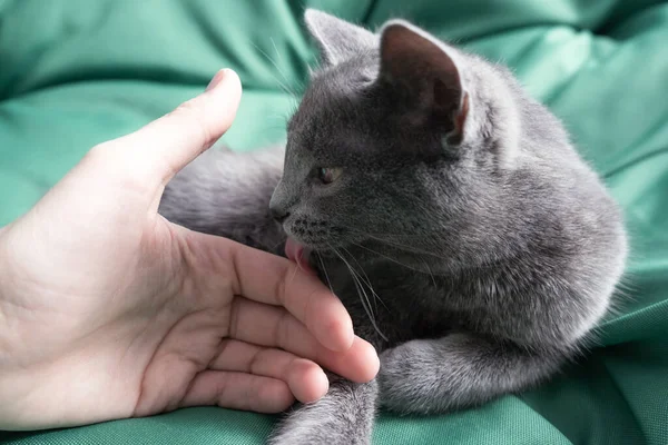 Närbild porträtt av grå katt med en kvinnlig hand på en grön bakgrund. Värdinnan smeker försiktigt katten. Begreppet veterinärklinik eller djurfoder — Stockfoto