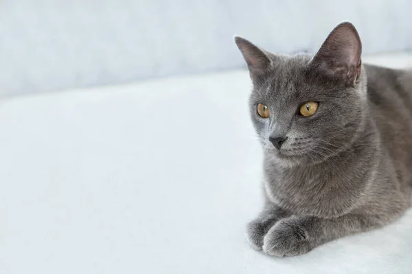 The gray cat with yellow eyes lies on a gray background. World Cat Day — Stock Photo, Image