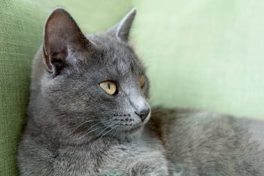 Sarı gözlü gri kedi gri bir arka planda yatıyor. Dünya Kedi Günü