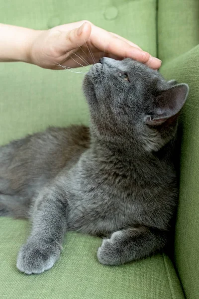 Detailní portrét šedé kočky s ženskou rukou na zeleném pozadí. Hostitelka jemně pohladí kočku. Koncepce veterinární kliniky nebo krmiva — Stock fotografie