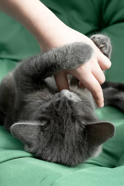 Közelkép portré szürke macska -val egy női kéz -on zöld háttér. A háziasszony gyengéden simogatja a macskát. Koncepció állatorvosi klinika vagy takarmány — Stock Fotó