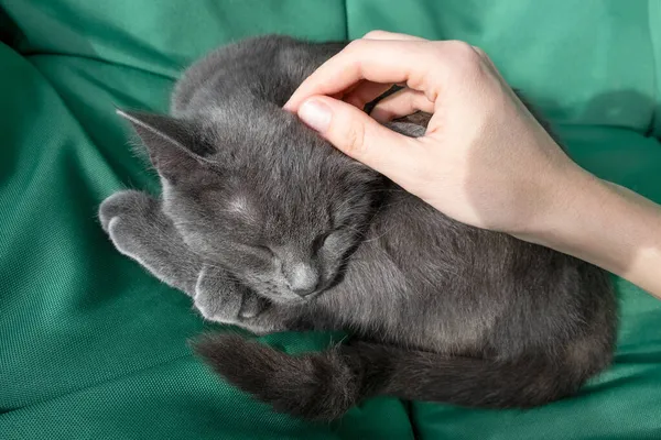 用一只雌性手在绿色背景上的灰色猫的近照 女主人轻轻地抚摸着猫 概念兽医诊所或动物饲料 猫与人之间的关系 概念兽医诊所或动物饲料 Cat Blog — 图库照片