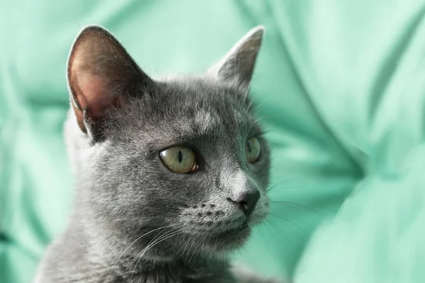 Close Portrait Gray Cat Female Hand Green Background Hostess Gently — Stock Photo, Image