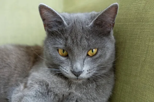 Szary Kot Żółtymi Oczami Leży Zielonym Tle Koncepcja Kliniki Weterynaryjnej Obrazek Stockowy