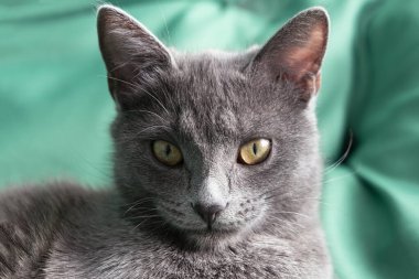 Gri kedinin yakın portresi. Veteriner kliniği ya da hayvan yemi. Gözler, yakından, canavar. Veteriner kliniği ya da hayvan yemi. Kedi günlüğü.