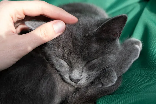 Close Portret Van Grijze Kat Met Een Vrouwelijke Hand Een — Stockfoto