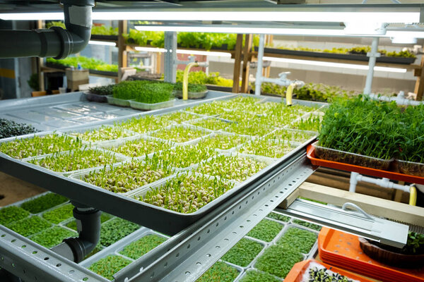 Городская микрозеленая ферма. Экологически чистый малый бизнес. Детские листья, фитолампы