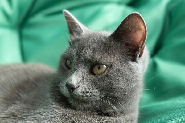 The gray cat with yellow eyes lies on a green background. World Cat Day — Stock Photo, Image