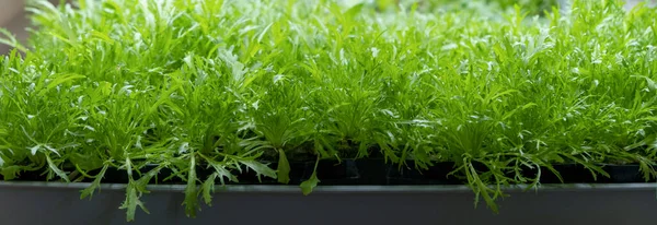 Banner. folhas verdes de alface edenvia cultivadas em uma microfazenda utilizando o método agropônico. — Fotografia de Stock