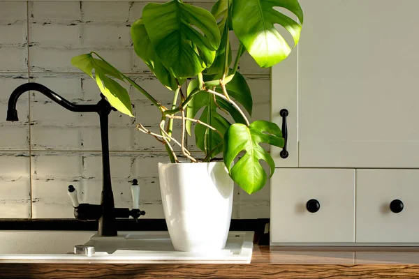 Monstera planta em uma panela branca em uma cozinha branca. O conceito de minimalismo. Monstera deliciosa folhas ou queijo suíço folha tropical. Luz do dia, sombras duras — Fotografia de Stock