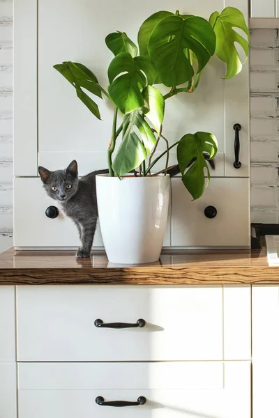 Monstera plante dans un pot blanc sur une cuisine blanche et petit chat domestique gris. Le concept de la plante à la maison et les animaux domestiques. Feuilles de Monstera deliciosa ou feuilles tropicales de fromage suisse. — Photo