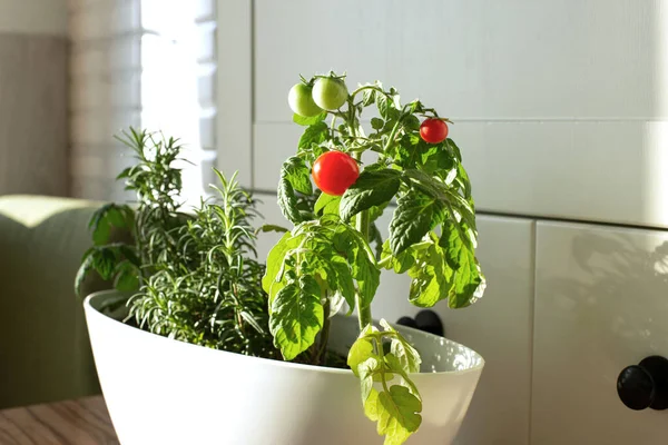 Tomates cereja e alecrim cultivados em uma panela em uma horta caseira, na cozinha branca no estilo escandinavo. — Fotografia de Stock