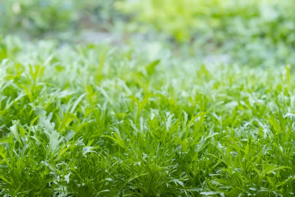 Folhas verdes de alface edenvia cultivadas em uma microfazenda utilizando o método agropônico. — Fotografia de Stock