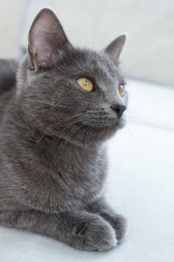 Sarı gözlü gri kedi gri bir arka planda yatıyor. Dünya Kedi Günü