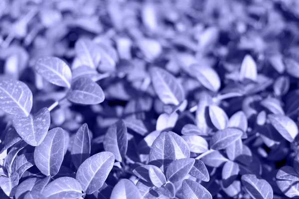 Fondo de hojas de primer plano en color Muy Peri, color del año, 2022 Color del año —  Fotos de Stock