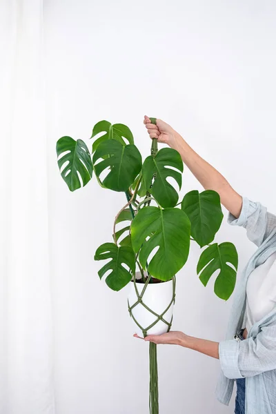 Handmade green macrame plant hangers with potted plant are hanging on woman hand. pot and monstera plant — Stock Photo, Image