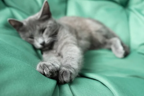 Sleeping gray cat on a green background. fluffy paws — Stock Photo, Image