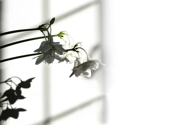 Foglie verdi eucaristiche per il disegno della composizione. Pianta in vaso foglie tropicali sfondo su sfondo grigio. Luce del giorno, ombre dure — Foto Stock