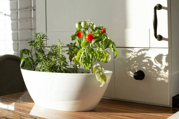 Tomates cerises et romarin cultivés dans un pot dans un potager à la maison, dans la cuisine blanche de style scandinave. — Photo