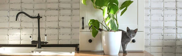 Monstera plant in a white pot on a white kitchen and little grey domestic cat. The concept of homeplant and pets. Monstera deliciosa leaves or Swiss cheese tropical leaf. Stock Image