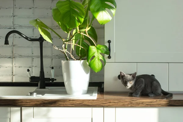 Monstera plante dans un pot blanc sur une cuisine blanche et petit chat domestique gris. Le concept de la plante à la maison et les animaux domestiques. Feuilles de Monstera deliciosa ou feuilles tropicales de fromage suisse. — Photo