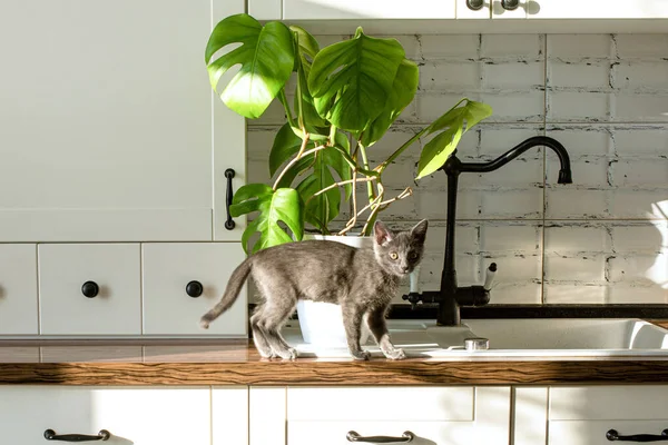 Monstera plante dans un pot blanc sur une cuisine blanche et petit chat domestique gris. Le concept de la plante à la maison et les animaux domestiques. Feuilles de Monstera deliciosa ou feuilles tropicales de fromage suisse. — Photo