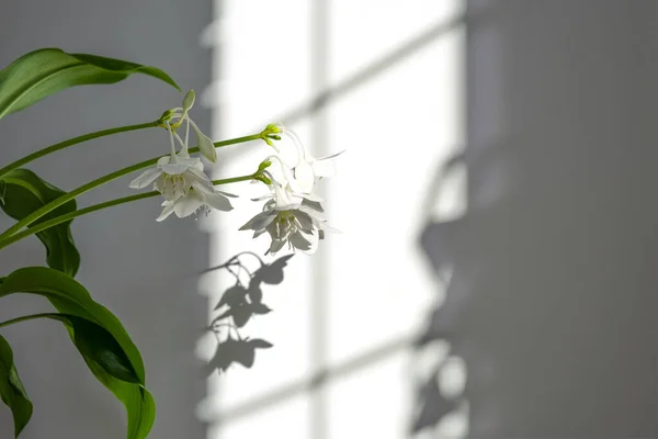 Foglie verdi eucaristiche per il disegno della composizione. Pianta in vaso foglie tropicali sfondo su sfondo grigio. Luce del giorno, ombre dure — Foto Stock