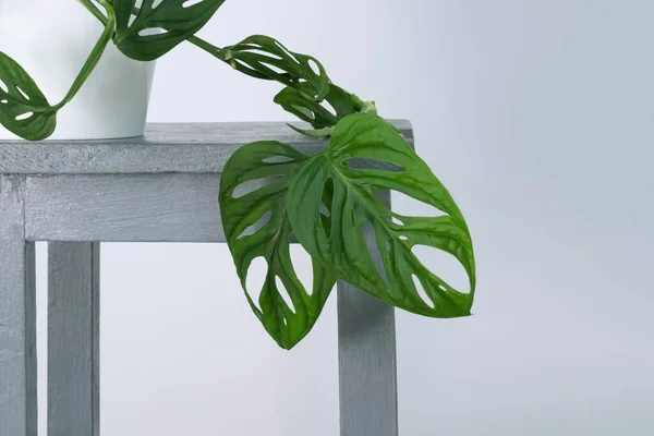 Monstera Monkey Mask or Obliqua or Adansonii leaves. Home plants in white pot. Minimalism and scandi style concept, urban jungle and garden room. White and grey background.