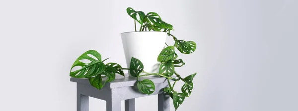 Monstera Monkey Mask or Obliqua or Adansonii leaves. Home plants in white pot. Minimalism and scandi style concept, urban jungle and garden room. White and grey background. Stock Photo