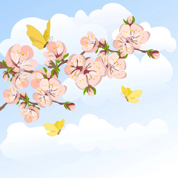 Blühende Marille und Himmel — Stockvektor