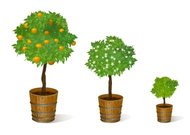 mandarin tree in a pot