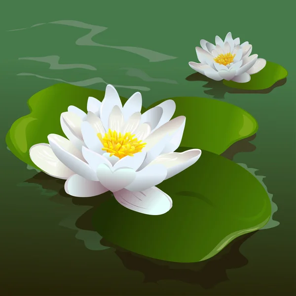Flor de loto en el estanque — Vector de stock
