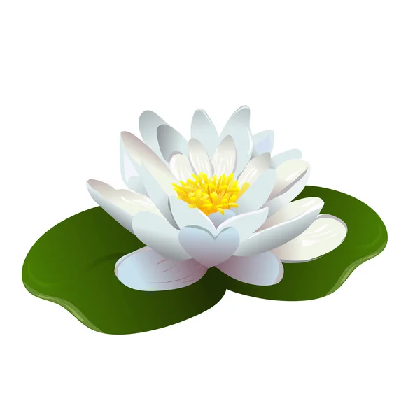 Kwiat lotosu na białym tle — Wektor stockowy