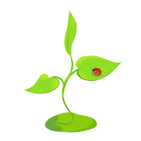 Germinan plantas con mariquita aislada — Vector de stock