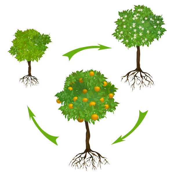 Infografías con un árbol en crecimiento — Vector de stock