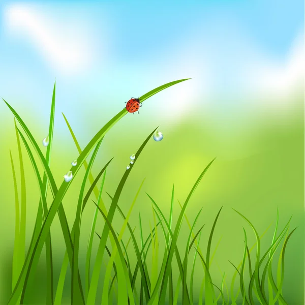 草、 露珠、 瓢虫的背景 — 图库矢量图片