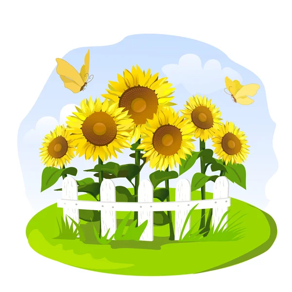 Girasoles en un pequeño jardín — Vector de stock