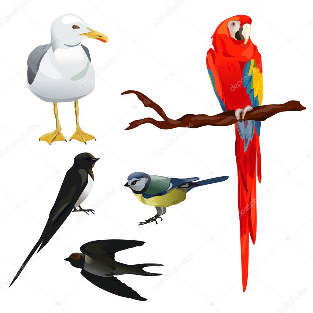 set of different birds