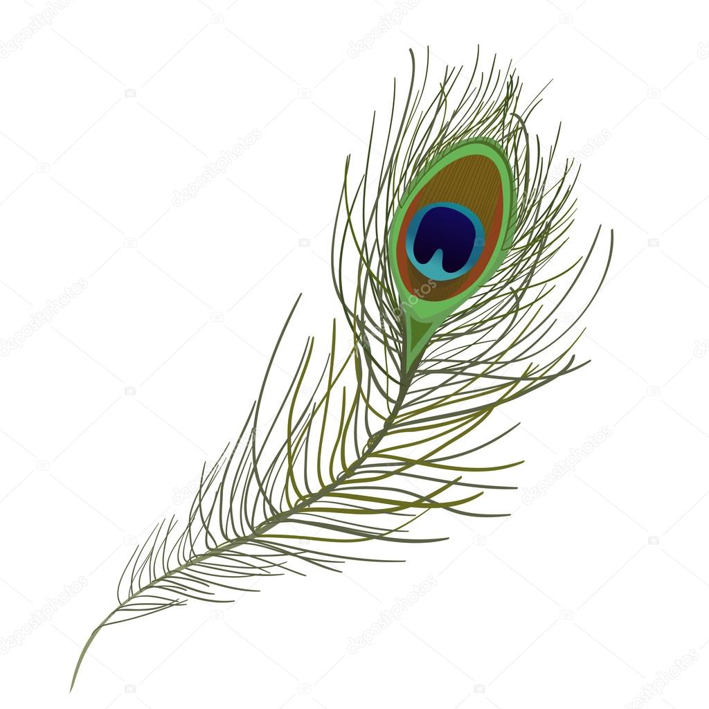 Peacock Feather isolated — Stock Vector © moremari19 #49211197