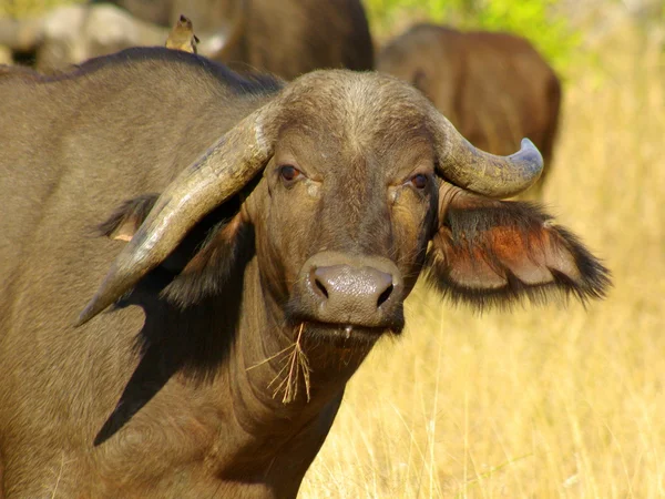 Animales africanos (vida silvestre) ) — Foto de Stock