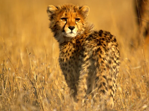 アフリカの動物 (野生動物) — ストック写真